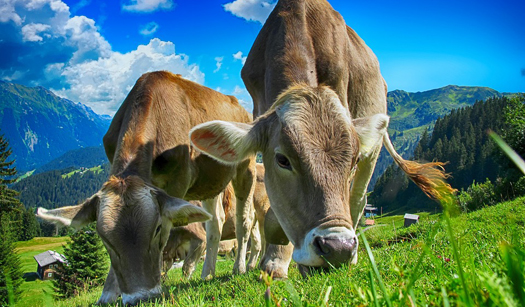 How Animal Farms are Using Text Messaging