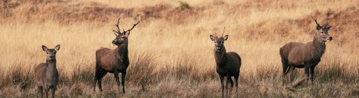 SMS wilderness protection
