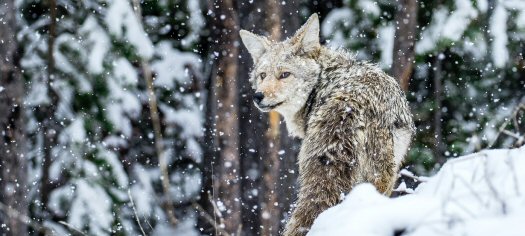 Wildlife tracking via SMS