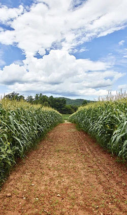SMS Notifications & Alerts for Agriculture