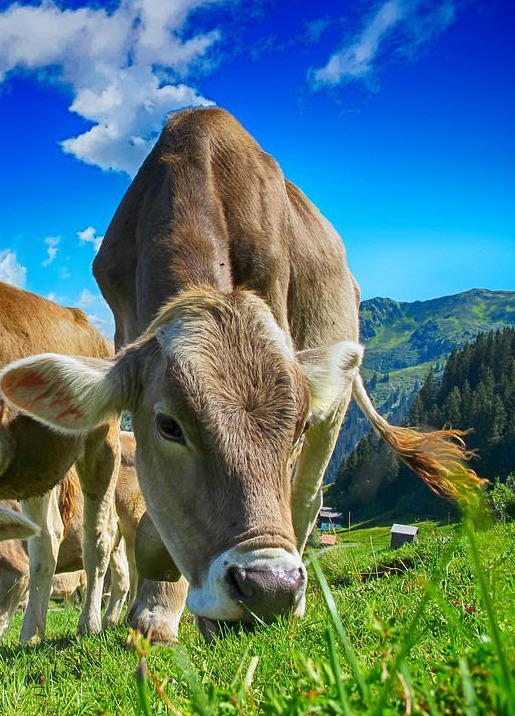 How Animal Farms are Using Messaging